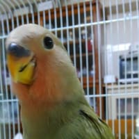 グリちゃん、ヒナの食べ方は本当に少しだけ。
