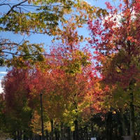 いつから？紅葉🍁