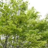 しずかなる土曜の朝