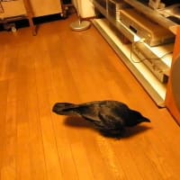 カラスと同居しています