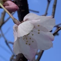 ワカキノサクラ開花　2024春