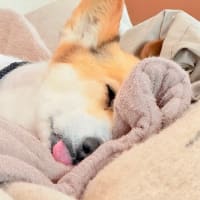 味子がぬいぐるみをくわえている姿は一度もみたことがないのに、なぜか移動率が高い不思議