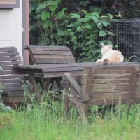 クサヨシが咲いてドドメが色づき始めた蒸し暑い日、「理容たけうち」のマスターは猫柄のシャツで迎えてくれた…