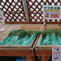 たまねぎの苗植付　♬時代（中島みゆき）
