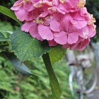 ６月のランドナー