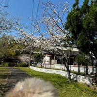 桜満開　湯浦河川緑地公園