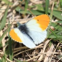 “魅惑のオレンジ”．．．『クモマツマキチョウ』！！【2025.5.23（金）】