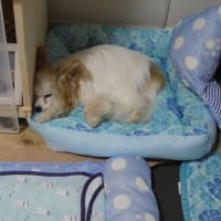 ぷくのご飯がお気に入り？