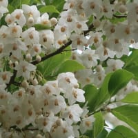 エゴノキの花