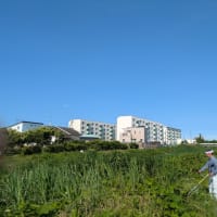 河川清掃（下紙川）