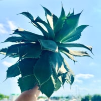 決死の覚悟。
