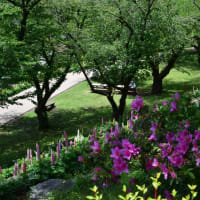 四季折々1114　　津久井湖のルピナス