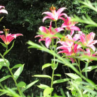 濁川公園の花