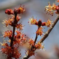 長光寺･花の木