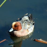 今日の顔（野鳥、ヒドリガモ）