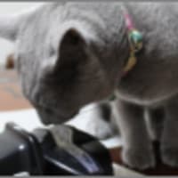 ニャンダこれ？