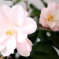 椿と桃が開花