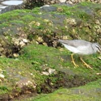 06/01探鳥記録写真:遠賀川河口の鳥たち（イソシギ、キアシシギ、）