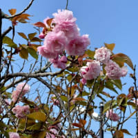 有明公園の牡丹桜と新緑・・・2024年4月