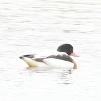 今朝の瓢湖