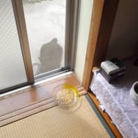 えっ　猫だ