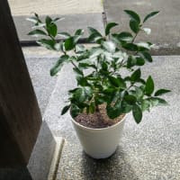 レモの植え替えのはなし
