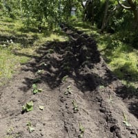 トマト他野菜苗を植えました！　お月様！