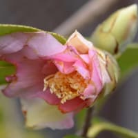 鉢植えの椿（2） 「太郎冠者」