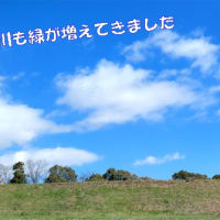 春の自然の癒しと自然のアート🖼️自然は人類にとって必需品
