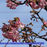 春近しカワヅザクラの花が咲く