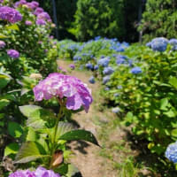紫陽花の丘・・・気仙沼・赤坂公衆園