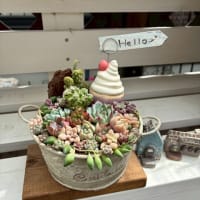 大きめリメ缶の贅沢寄せ植え　他 2025夏森 Zakkaの森作品紹介