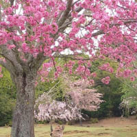 2021年の桜　～奈良～
