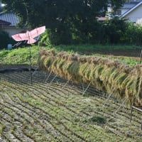 彩夏祭2日目（日曜日） 最終日ー11　&　友からの便りー50