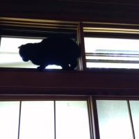 ノワチャンの友だちがやってきた(=^・^=)