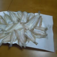 今日の釣果は２４匹