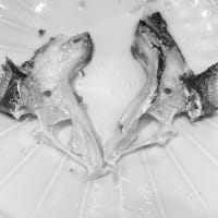 鯛の鯛は、魚の形をした、魚の骨である。 The Tai no Tai is a fish-shaped bone of a fish. 鯛中鯛 解説 説明図 エラの後ろの、ヒレの付け根の部分にある小骨