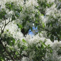 なんじゃもんじゃの木（ヒトツバタゴ）の花を見に行きました。