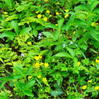 ミツバツチグリ、セリバヒキジムシロキジムシロ（板橋区立赤塚植物園 2024.4.17撮影）