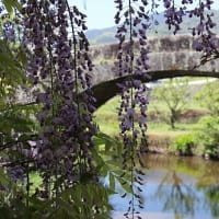 花だより『君の愛に酔う』♫