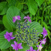 紫陽花
