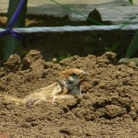 スズメの砂浴び