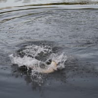 Bowfin