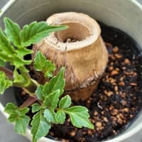 芽が出ました　皇帝ダリア