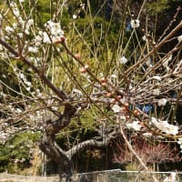 春です。