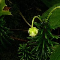 花アプリで調べても分からない花の蕾