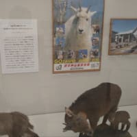 三重県総合博物館「標本」展とつ七夕まつり