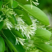 ヒトツバタゴ　 〈ナンジャモンジャの木の白い花〉　