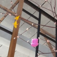 道の駅「平泉」の小正月飾りミズキダンゴ（水木団子）2024年1月6日（土）