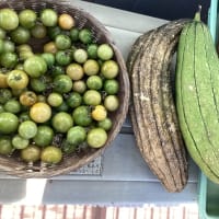 ベランダで天日干し
